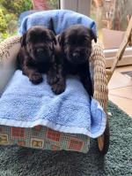 Luna & Luis