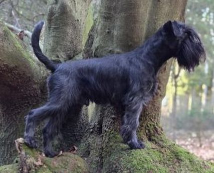 Bild "Aktuell:ragnar_2026_346.jpg"